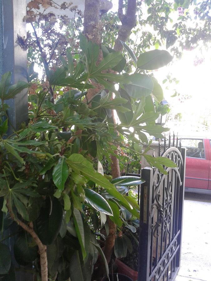 Apartmani Lalo Jankovic Sutomore Luaran gambar